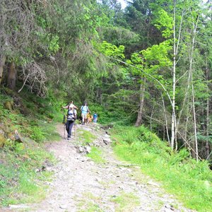 2015 Wald im Pinzgau (Norbert)