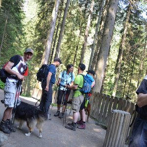 2015 Wald im Pinzgau (Norbert)